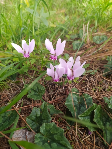 Ivy-leaved cyclamen