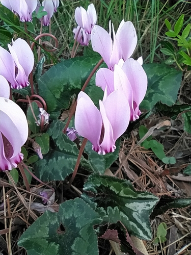 Ivy-leaved cyclamen