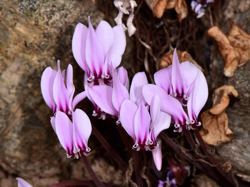 Ivy-leaved cyclamen
