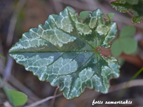Ivy-leaved cyclamen