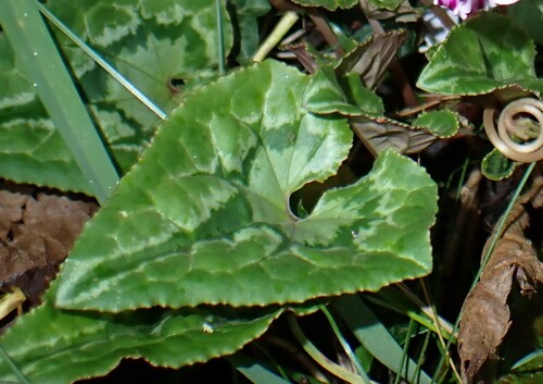 Ivy-leaved cyclamen