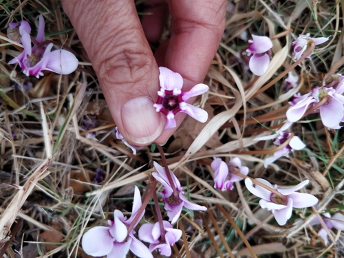 Ivy-leaved cyclamen