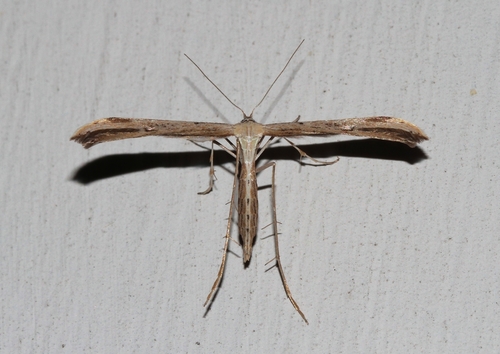 Morning-glory Plume Moth