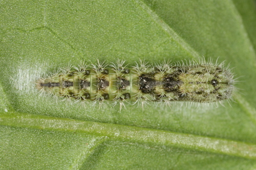 Morning-glory Plume Moth