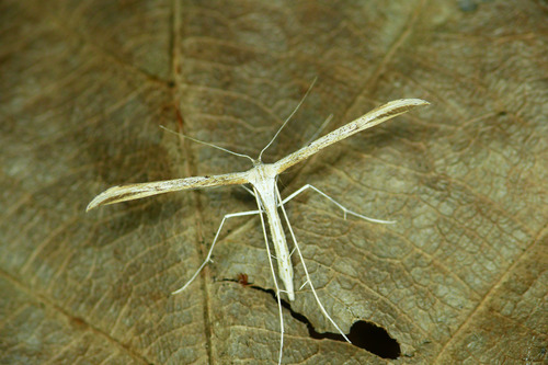 Morning-glory Plume Moth