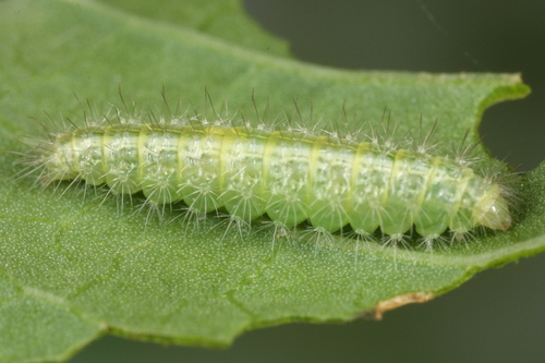 Morning-glory Plume Moth