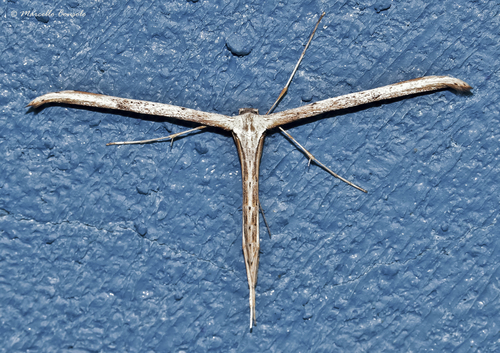 Morning-glory Plume Moth