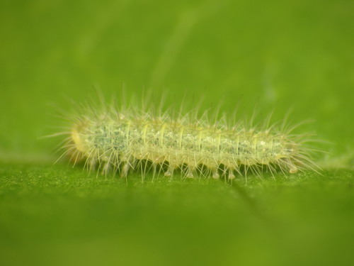 Morning-glory Plume Moth