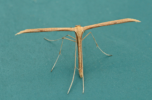 Morning-glory Plume Moth