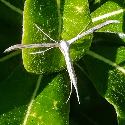 Morning-glory Plume Moth
