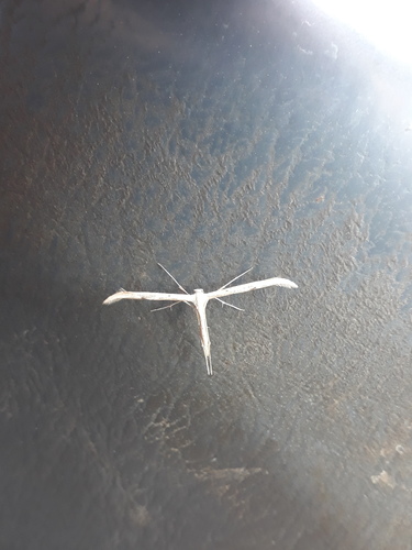Morning-glory Plume Moth