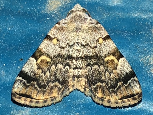 American Idia Moth