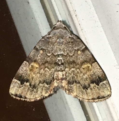 American Idia Moth