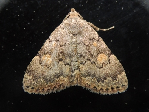 Common Idia Moth