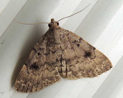Common Idia Moth