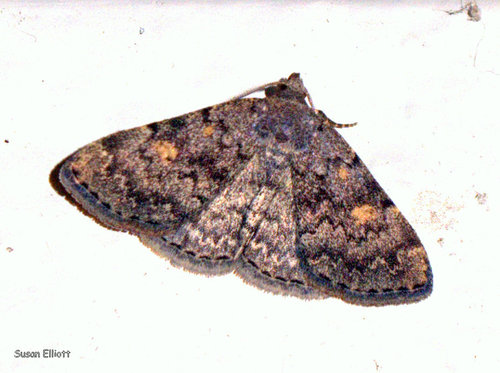 Common Idia Moth