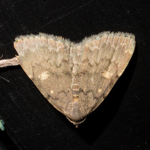 Common Idia Moth