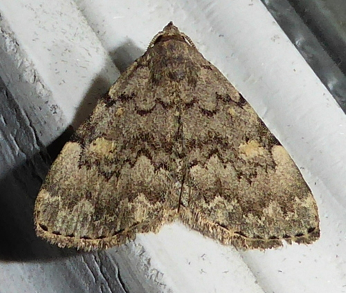 Common Idia Moth