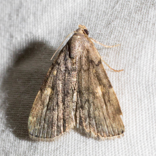 Common Idia Moth