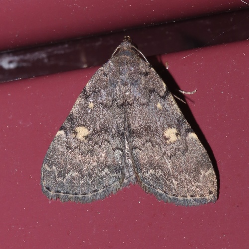 Common Idia Moth