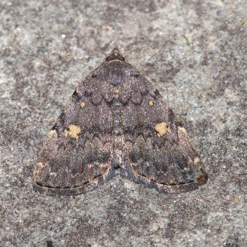 Common Idia Moth