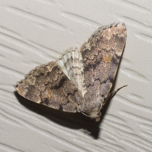Common Idia Moth