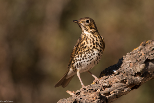Song Thrush