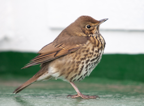 Song Thrush