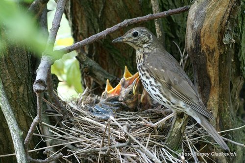 Song Thrush