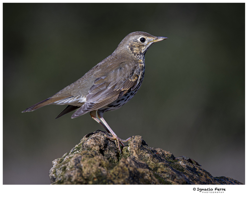 Song Thrush