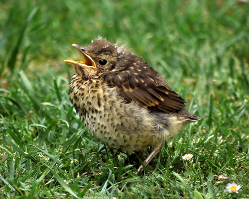 Song Thrush