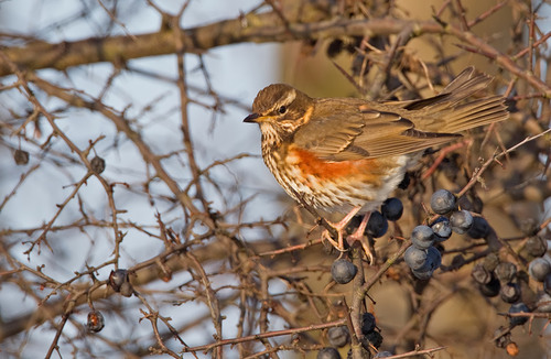 Redwing