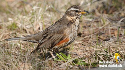 Redwing