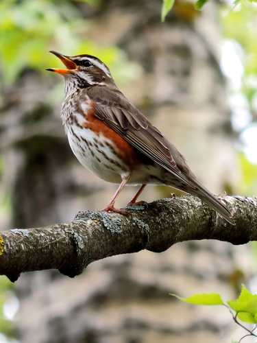 Redwing