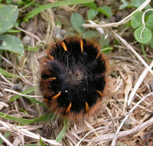 Fox Moth