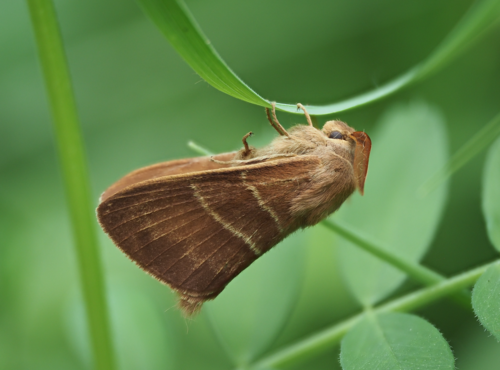 Fox Moth