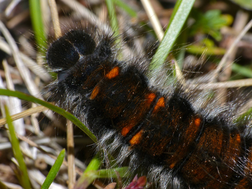 Fox Moth