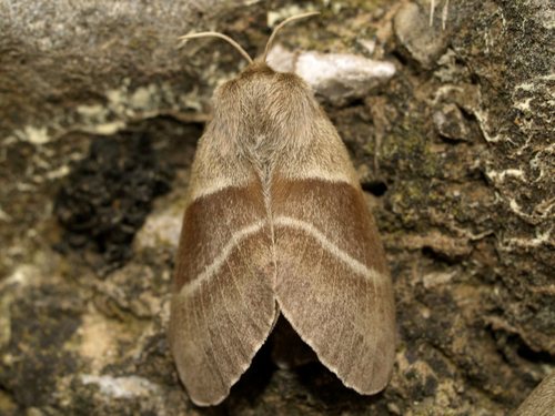 Fox Moth