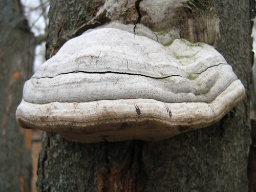 Hoof Fungus