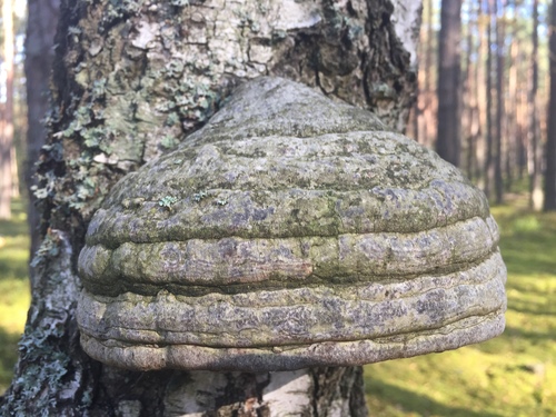 Hoof Fungus
