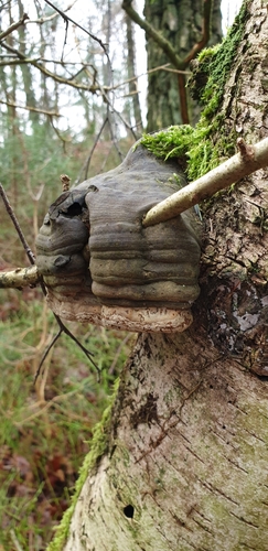 Hoof Fungus