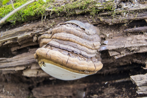 Hoof Fungus