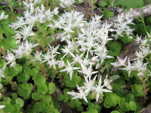 woodland stonecrop