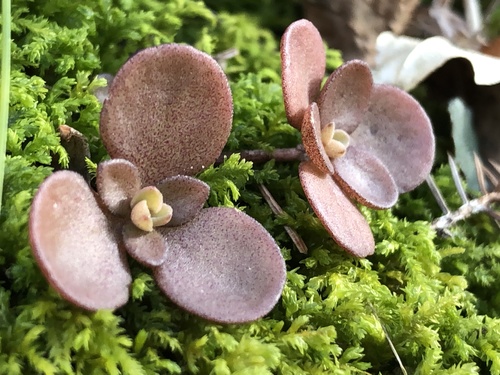 woodland stonecrop