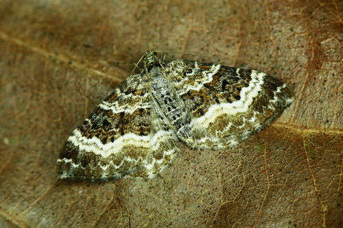 Common Carpet Moth
