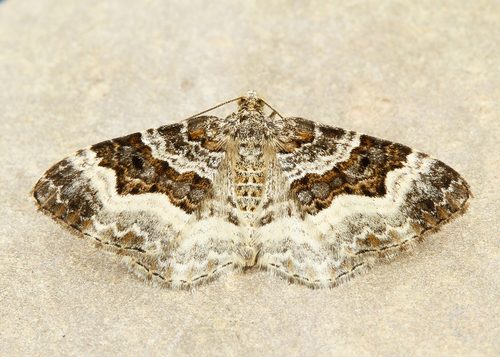 Common Carpet Moth