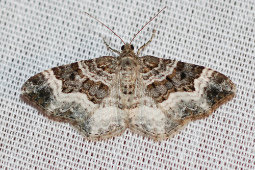Common Carpet Moth