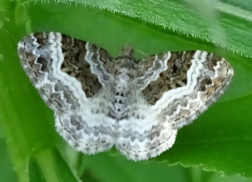 Common Carpet Moth