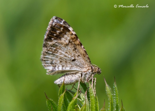 Common Carpet Moth