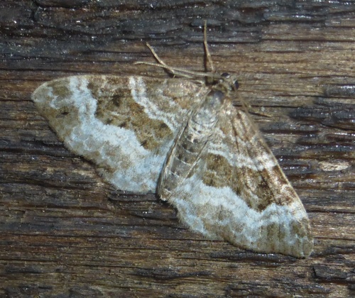 Common Carpet Moth